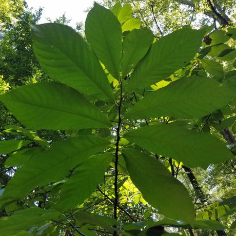 Paw Paw (Asimina triloba), a tree featuring red flowers and pyramidal form.