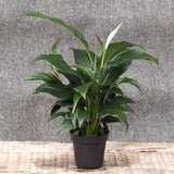 Peace Lily - Nature Hills Nursery - Bareroot - 