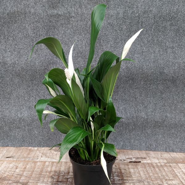 Peace Lily - Nature Hills Nursery - Bareroot - 
