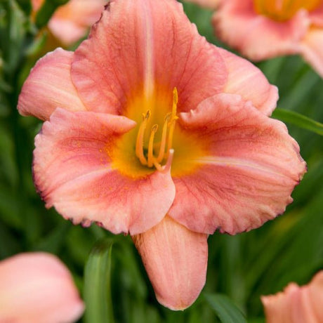 Peach Blast Daylily - Perennial - Nature Hills Nursery - 1 Container - 
