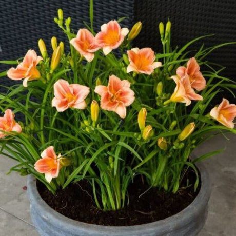 Peach Blast Daylily - Perennial - Nature Hills Nursery - 1 Container - 