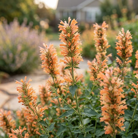 Peach Pearl Agastache blooming with tall peach-orange flower spikes in a sunny garden border.