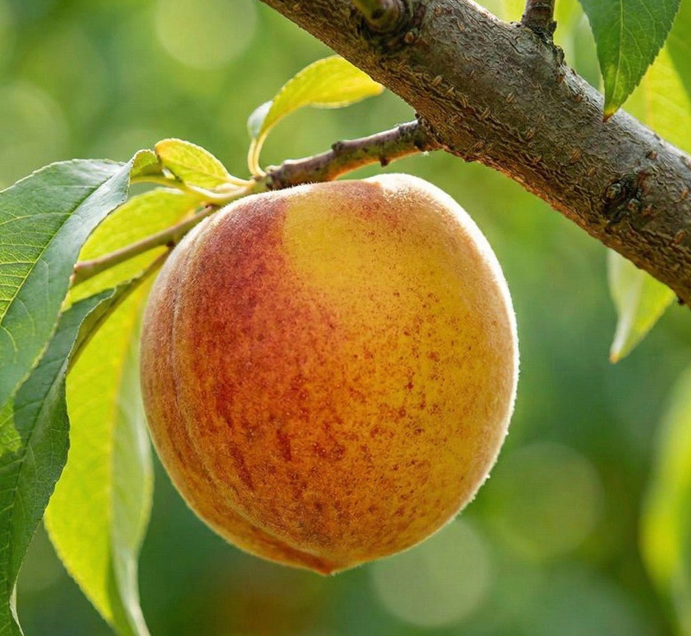 peach tree money loan Blazeprince Peach