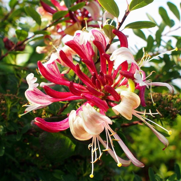 Peaches and Cream Honeysuckle Vine - Nature Hills Nursery - #3 Container - 