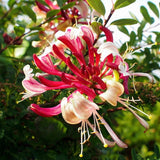Peaches and Cream Honeysuckle Vine - Nature Hills Nursery - #3 Container - 