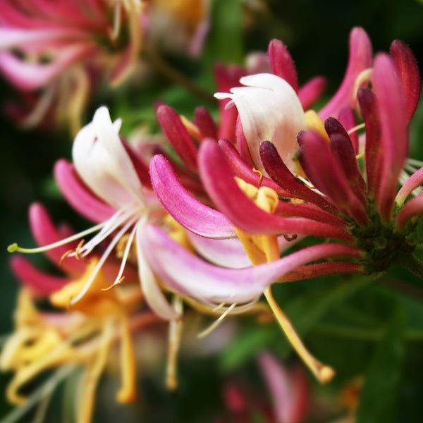 Peaches and Cream Honeysuckle Vine - Nature Hills Nursery - #3 Container - 