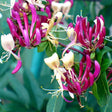 Peaches and Cream Honeysuckle Vine - Nature Hills Nursery - #3 Container - 
