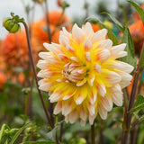 Peaches & Cream® Dahlia - Nature Hills Nursery - 3 Pack Bulbs - 