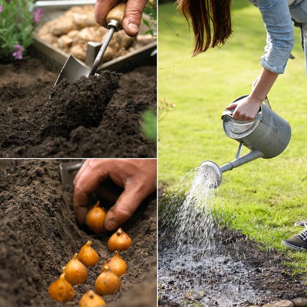 Peaches & Cream® Dahlia - Nature Hills Nursery - 3 Pack Bulbs - 