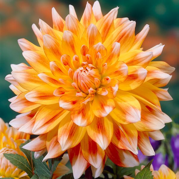 Peaches & Cream® Dahlia - Nature Hills Nursery - 3 Pack Bulbs - 