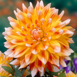 Peaches & Cream® Dahlia - Nature Hills Nursery - 3 Pack Bulbs - 