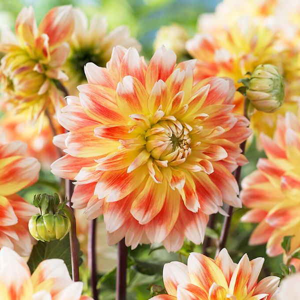 Peaches & Cream® Dahlia - Nature Hills Nursery - 3 Pack Bulbs - 