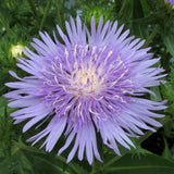 Peachies Pick Stokes Aster