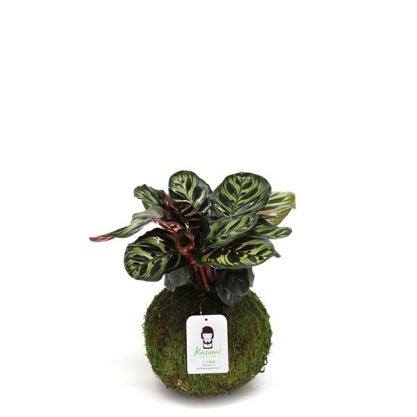 Peacock Plant Kokedamas - Nature Hills Nursery - 6 Inch Moss Ball - 