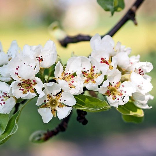 Close-up of white pyrus flowers on Bartlett Pear Tree blooming in late spring.