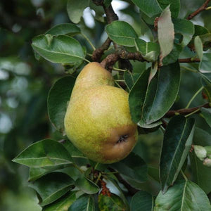 Bartlett Pear Tree (Pyrus communis 'Bartlett'), a tree featuring white flowers and deciduous.