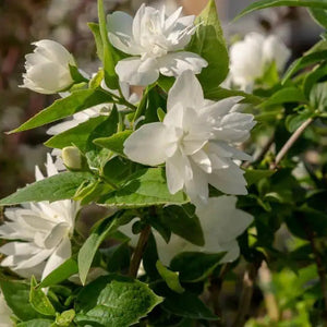 Pearls of Perfume™ Mock Orange