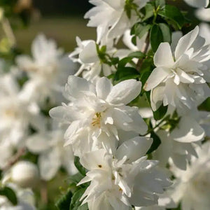 Pearls of Perfume™ Mock Orange