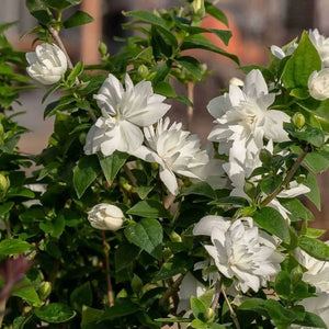 Pearls of Perfume™ Mock Orange - Bush - Nature Hills Nursery - 3 Container - 