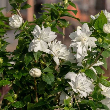 Pearls of Perfume™ Mock Orange - Bush - Nature Hills Nursery - 3 Container - 