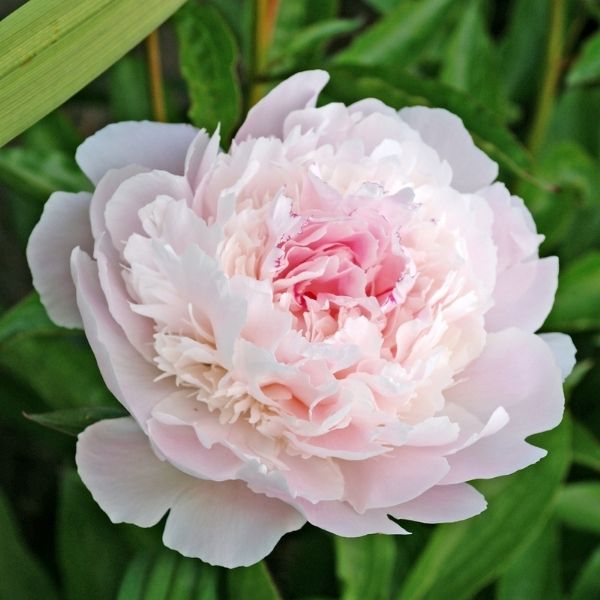 Pecher Peony - Nature Hills Nursery - Bare Root Peony - 