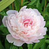 Pecher Peony - Nature Hills Nursery - Bare Root Peony - 