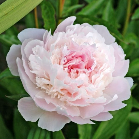 Pecher Peony - Nature Hills Nursery - Bare Root Peony - 