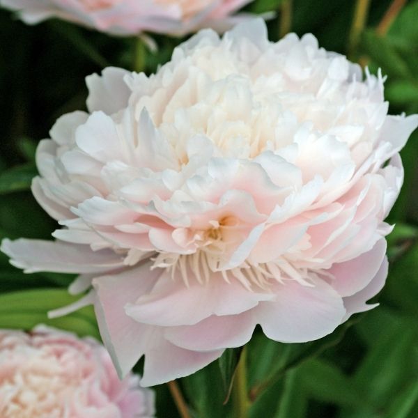 Pecher Peony - Nature Hills Nursery - Bare Root Peony - 