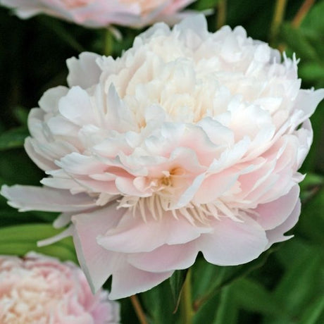 Pecher Peony - Nature Hills Nursery - Bare Root Peony - 