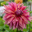 Penhill Dark Monarch Dahlia Bloom