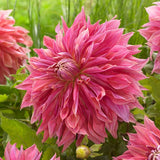 Penhill Dark Monarch Dahlia Blooms