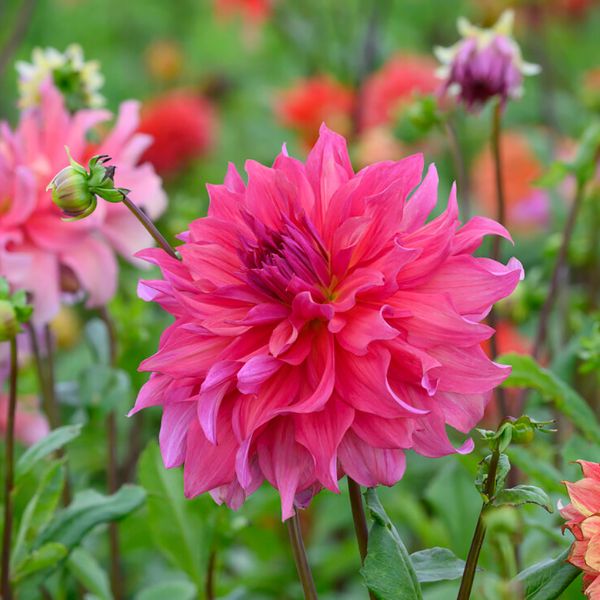 Penhill Dark Monarch Dahlia Bloomed