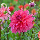 Penhill Dark Monarch Dahlia Bloomed