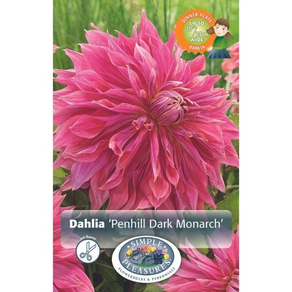 Penhill Dark Monarch Dahlia