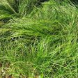 Pennsylvania Sedge Grass - Nature Hills Nursery - #1 Container - 