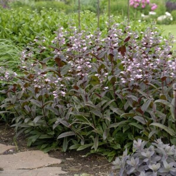 Close-up of pink penstemon flowers on Dark Towers Penstemon blooming in early summer to late summer.