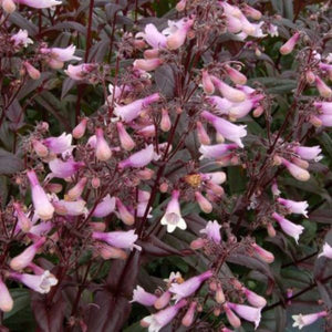 Perennial foliage of Dark Towers Penstemon (Penstemon 'Dark Towers') in a garden setting.