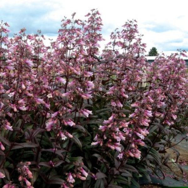 Dark Towers Penstemon (Penstemon 'Dark Towers') growing in a garden landscape, showing mature perennial form.