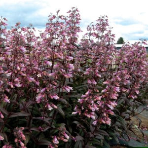 Dark Towers Penstemon (Penstemon 'Dark Towers') growing in a garden landscape, showing mature perennial form.