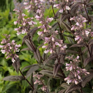 Dark Towers Penstemon (Penstemon 'Dark Towers'), a perennial featuring pink flowers and perennial.