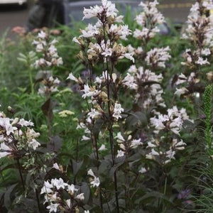 Close-up of pink, white penstemon flowers on Husker Red Penstemon blooming in late spring to early summer.