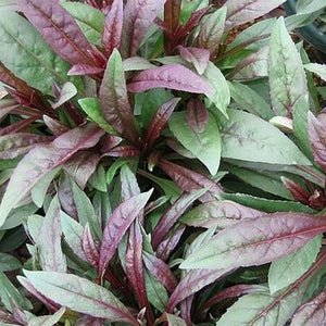 Husker Red Penstemon (Penstemon digitalis  'Husker Red') growing in a garden landscape, showing mature perennial form.