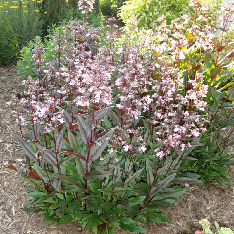 Husker Red Penstemon (Penstemon digitalis  'Husker Red'), a perennial featuring pink, white flowers and perennial.