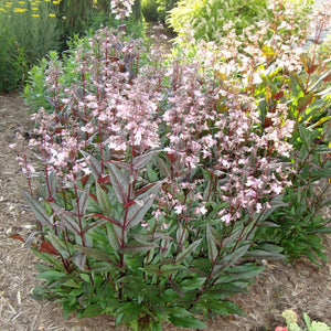Husker Red Penstemon (Penstemon digitalis  'Husker Red'), a perennial featuring pink, white flowers and perennial.