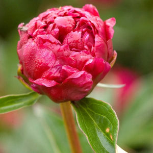 Kansas Peony (Paeonia lactiflora 'Kansas') planted in a residential landscape.