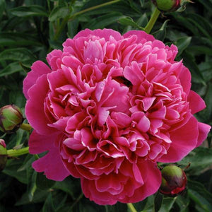 Kansas Peony (Paeonia lactiflora 'Kansas'), a perennial featuring red flowers and perennial.
