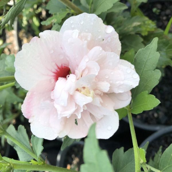 Peppermint Smoothie&trade; Rose of Sharon Shrub - Nature Hills Nursery - #1 Container - 