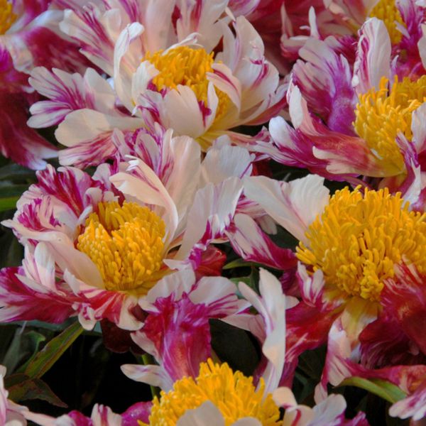 Peppermint Stick Peony - Nature Hills Nursery - Bare Root Peony - 