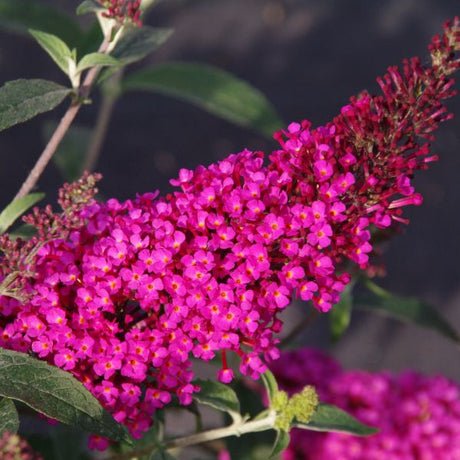 Perfect Pastels Butterfly Bush - Nature Hills Nursery - Quart Container - 