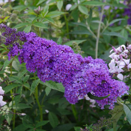 Perfect Pastels Butterfly Bush - Nature Hills Nursery - Quart Container - 